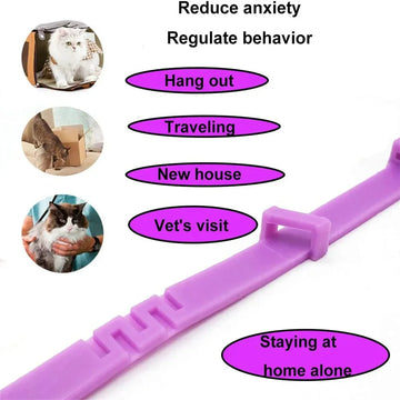 Transform Anxiety into Joyful Serenity for Your Pets